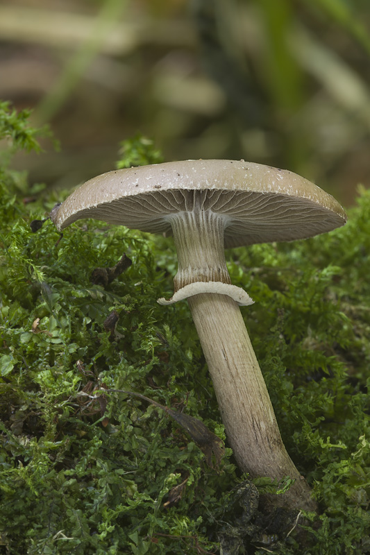 Agrocybe erebia